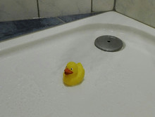 Dusch-Ente