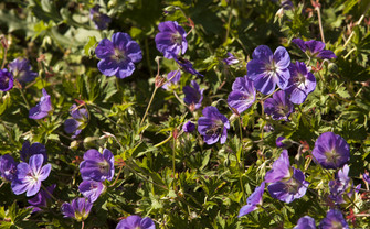 Violette Blumen und grüne Blätter