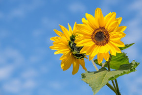 [Translate to English:] Sommer