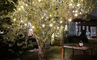 a tree on campus with fairy lights