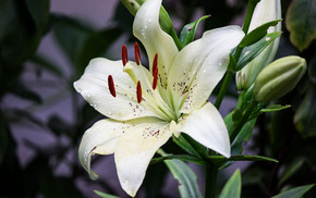 Lilien
