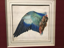 Der Blaurackenflügel von Albrecht Dürer
