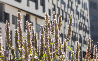 Blumen am Campus