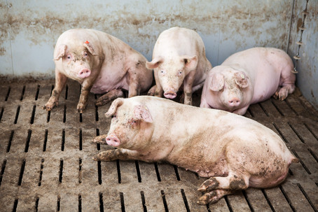 Vier Pfoten Tiertransporte