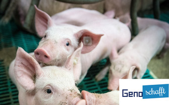 Ferkel mit "Geno Schafft"-Logo