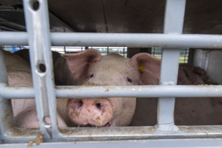 Bild: VIER PFOTEN Tiertransporte bei Hitze