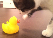 Ente mit Katze