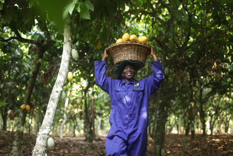 Bild Kakao FAIRTRADE 2