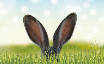 bunny ears sticking out of grass